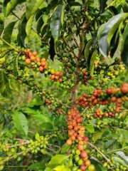 Colombia Sidra Johan Vergara Las Flores Washed Anaerobic - Stupiducks Specialty Coffee ( SSC Roaster)