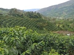 Drip Bag Peru Marshell Finca El Morito -  Cà Phê Phin Giấy Stupiducks