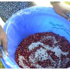 Drip Bag Ethiopia Yirgacheffe Idido Village Oro Yeast -  Cà Phê Phin Giấy Stupiducks