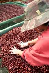 Việt Nam Fine Robusta Lâm Đồng Fruity Yeast Natural - Stupiducks Specialty Coffee (SSC Roaster)