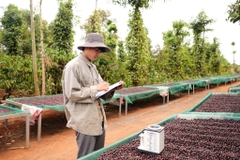 Việt Nam Fine Robusta Lâm Đồng Fruity Yeast Natural - Stupiducks Specialty Coffee (SSC Roaster)