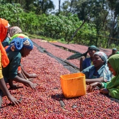 Ethiopia Worka Moonlit Nectar - Stupiducks Specialty Coffee ( SSC Roaster)