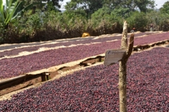 Ethiopia Worka Moonlit Nectar - Stupiducks Specialty Coffee ( SSC Roaster)
