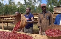 Ethiopia Worka Moonlit Nectar - Stupiducks Specialty Coffee ( SSC Roaster)