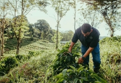 Green Of Saturni Flowers & Ginger ( Saturday) - Stupiducks Specialty Coffee ( SSC Roaster)