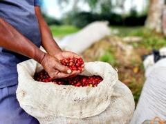 Panama Classical San Ramon Finca Eleta - Stupiducks Specialty Coffee ( SSC Roaster)