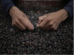 Panama Classical San Ramon Finca Eleta - Stupiducks Specialty Coffee ( SSC Roaster)