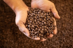 Green Of Saturni Flowers & Ginger ( Saturday) - Stupiducks Specialty Coffee ( SSC Roaster)