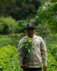 Green Of Saturni Flowers & Ginger ( Saturday) - Stupiducks Specialty Coffee ( SSC Roaster)