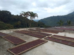 Colombia Edén No.48 Cinnamon & Kiwi - Stupiducks Specialty Coffee ( SSC Roaster)