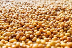 Việt Nam Yellow Bourbon mr. Điệt - Stupiducks Specialty Coffee ( SSC Roasters)