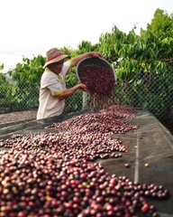 Việt Nam Robusta Honey Lâm Đồng - Stupiducks Specialty Coffee (SSC)