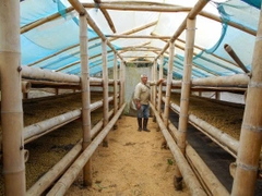 Typica finca Patio Bonito - Stupiducks Specialty Coffee ( SSC Roasters)