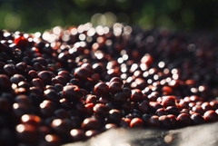 Việt Nam Robusta Chư Păh, Gia Lai Natural Process - Stupiducks Specialty Coffee (SSC)