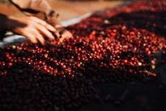 Việt Nam Robusta Chư Păh, Gia Lai Natural Process - Stupiducks Specialty Coffee (SSC)