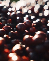 Việt Nam Robusta Chư Păh, Gia Lai Natural Process - Stupiducks Specialty Coffee (SSC)