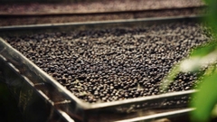 Việt Nam Robusta Chư Păh, Gia Lai Natural Process - Stupiducks Specialty Coffee (SSC)