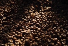 Việt Nam Robusta Chư Păh, Gia Lai Natural Process - Stupiducks Specialty Coffee (SSC)