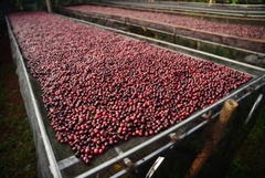 Việt Nam Robusta Chư Păh, Gia Lai Natural Process - Stupiducks Specialty Coffee (SSC)