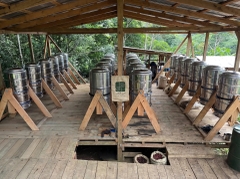 Guji Red Berry Pop - Stupiducks Specialty Coffee ( SSC Roaster)