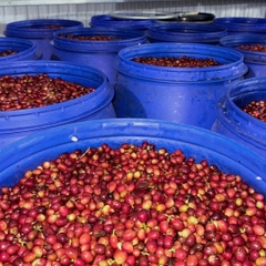 Việt Nam Specialty Coffee Zanya Lavender - C5 Coffee farm & roasters