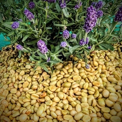 Việt Nam Specialty Coffee Zanya Lavender - C5 Coffee farm & roasters