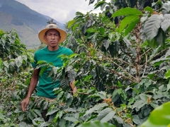 Green Apple & Kiwi Club - Stupiducks Specialty Coffee ( SSC Roaster)