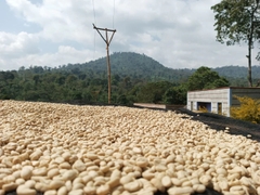 Banko Taratu - Stupiducks Specialty Coffee ( SSC Roaster)