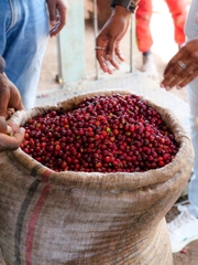 Banko Taratu - Stupiducks Specialty Coffee ( SSC Roaster)