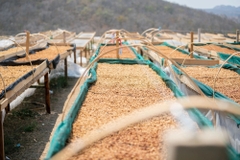 Gesha Gisela Sanchez Natural - Stupiducks Specialty Coffee ( SSC Roaster)