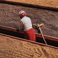 Banko Taratu - Stupiducks Specialty Coffee ( SSC Roaster)