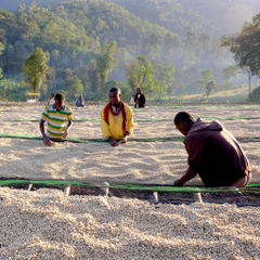 Guji Yabito Tome g1 - Stupiducks Specialty Coffee ( SSC Roaster)