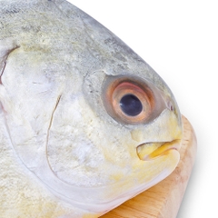 Cá chim trắng biển tươi