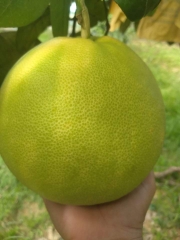 Bưởi Phúc Trạch