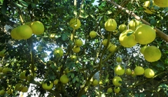 Bưởi Phúc Trạch