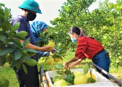Bưởi Phúc Trạch
