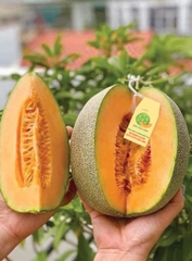 DƯA LƯỚI BẢO LIÊN