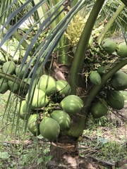 Dừa Xanh Lục