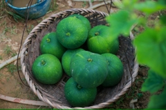 BÍ XANH THƠM