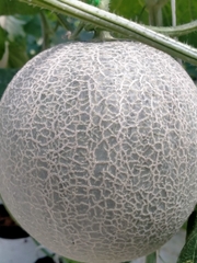 DƯA LƯỚI BẢO LIÊN