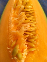 DƯA LƯỚI BẢO LIÊN