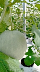 DƯA LƯỚI BẢO LIÊN