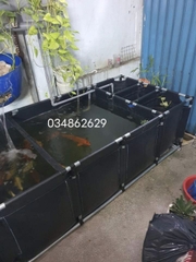 Bể bạt nuôi cá Koi 3 ngăn lọc dài 2m x 1m x 0,8m