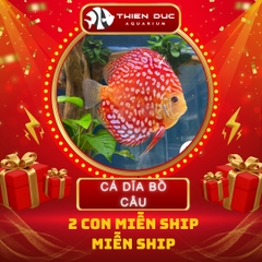 Combo Số  12 - Cặp Cá Dĩa 6cm