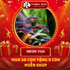 Combo Số  01 - Cá Neon Vua