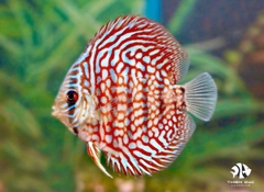 Cá Dĩa Bông Đỏ - Red Spotted Discus