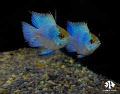 Cá Phượng Hoàng Lam Lùn - Baloon German Ram