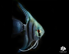 Cá Ông Tiên Xanh Đuôi Dài - Angels Fish