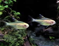 Neon Lemon Mắt Đỏ - Lemon Tetra Albino