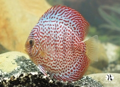 Cá Dĩa Beo - Leopar Red Discus